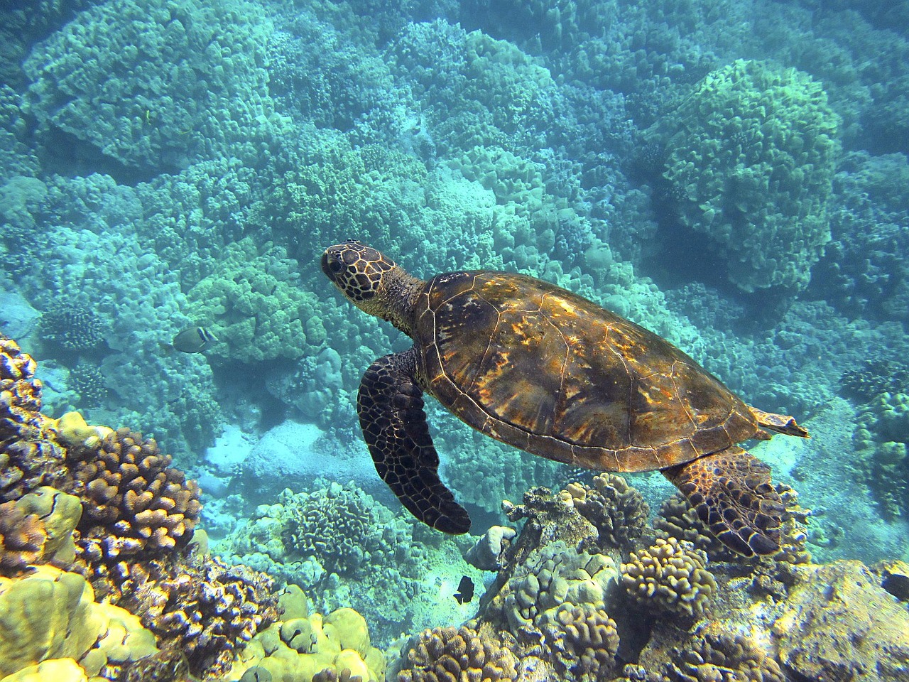 Reef-Safe Sunscreens in Hawaii: Top Picks to Protect Coral Reefs